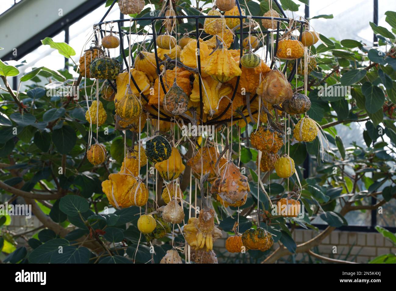 Bitter Melon at Kew Gardens Stock Photo Alamy
