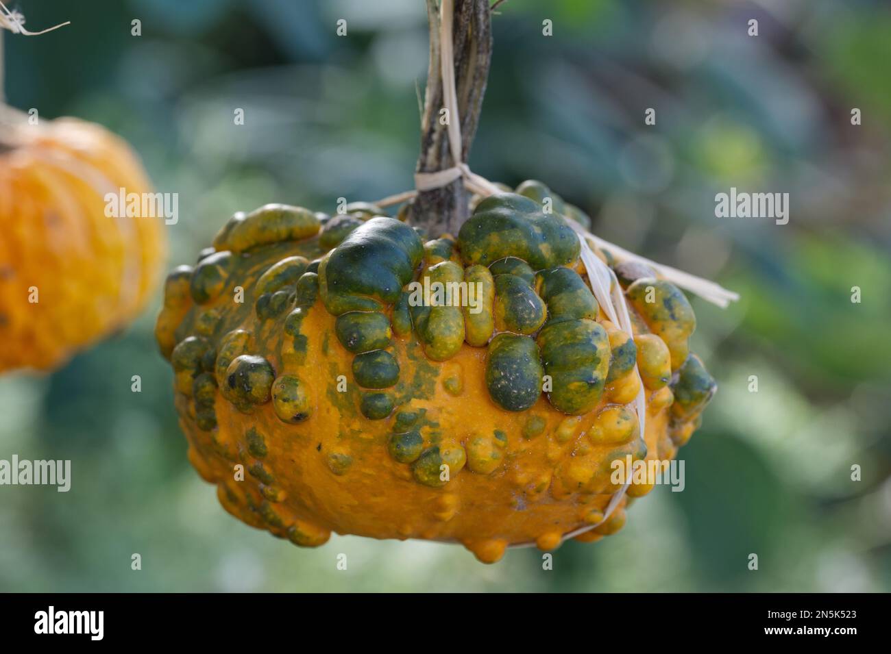Melon gardens hires stock photography and images Alamy