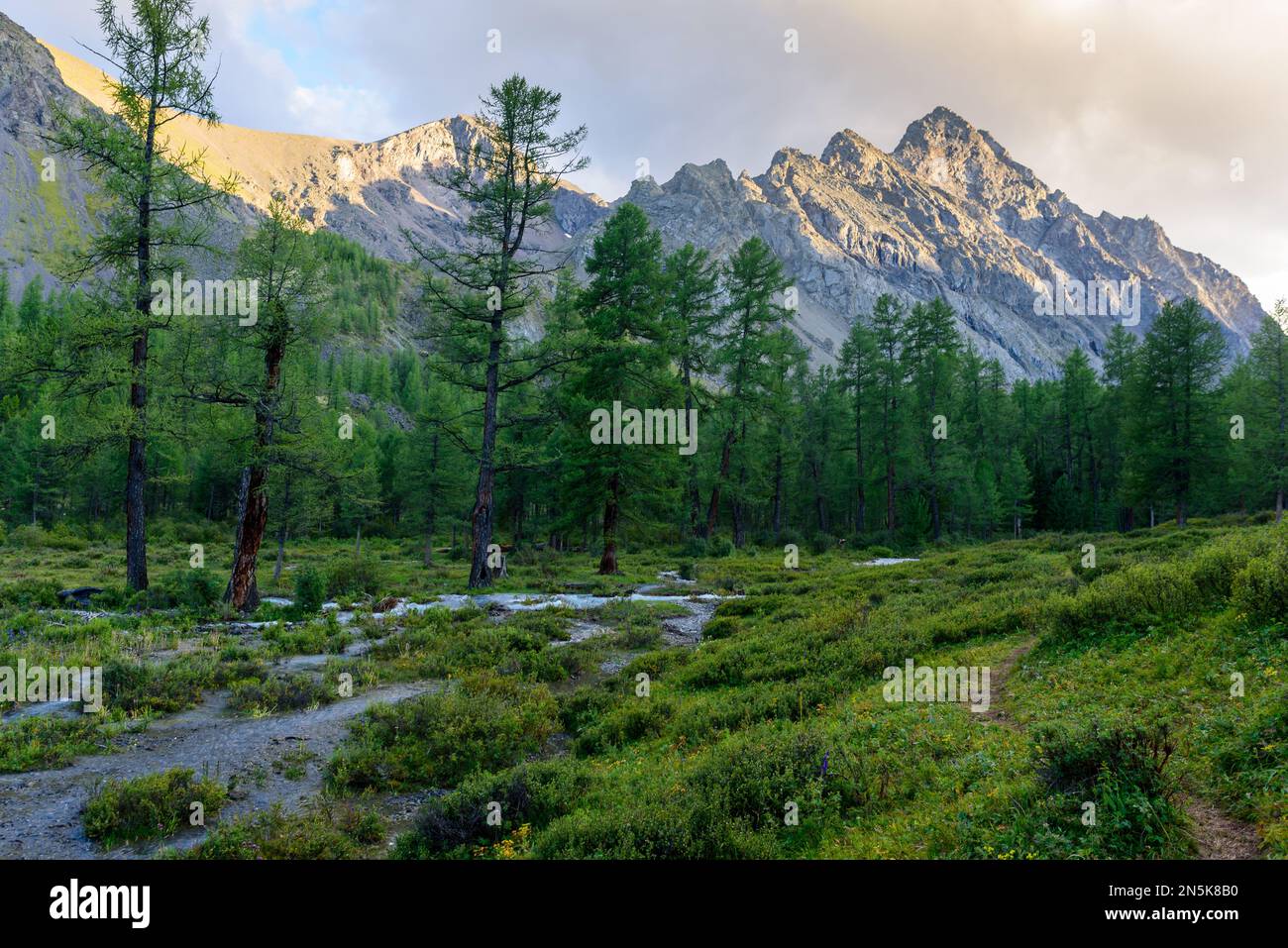 Alpine river with rifts and stones in a mountain valley among the forest in the Altai in Siberia. Stock Photo