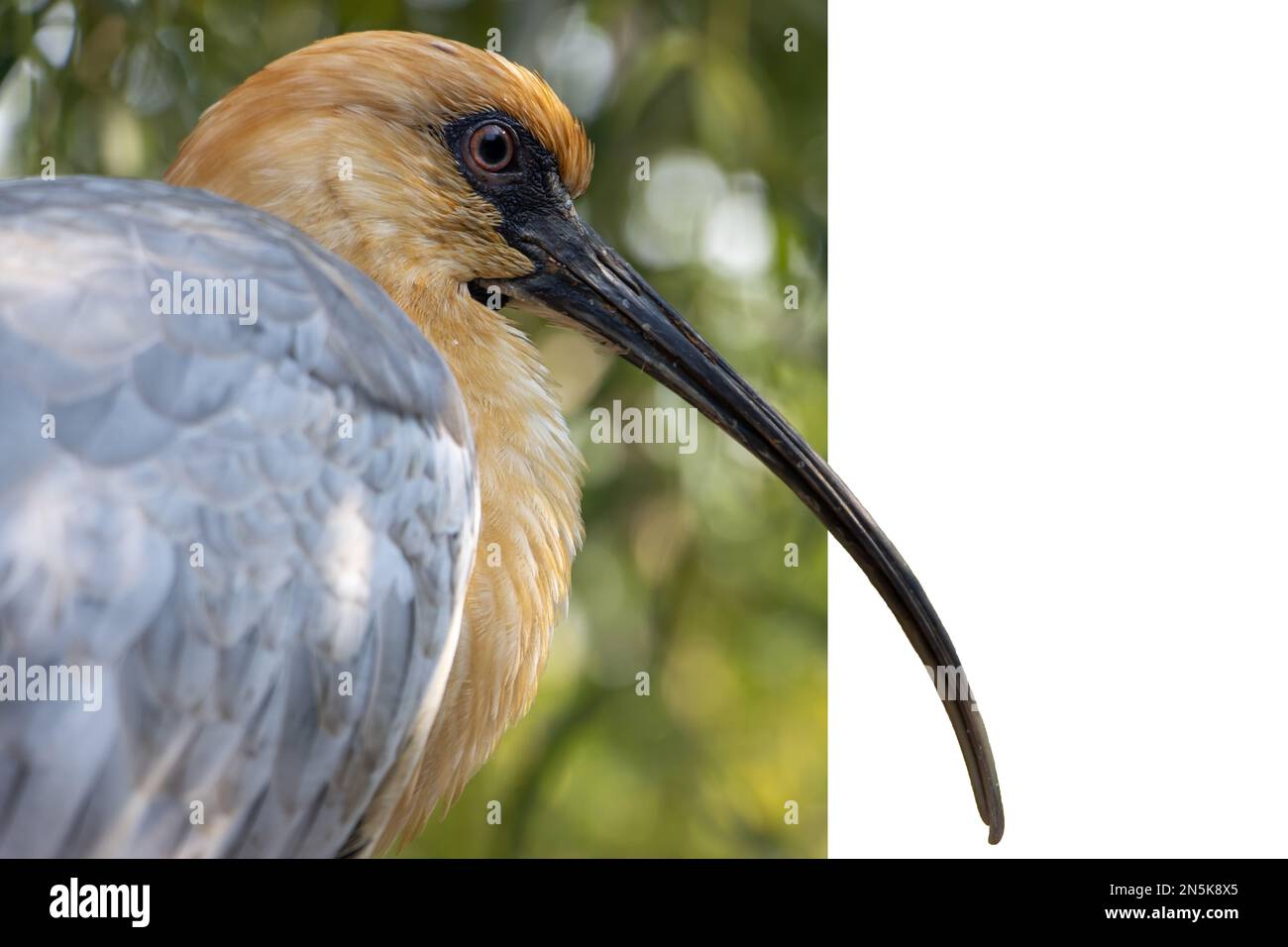 The portrait of The black-faced ibis (Theristicus melanopis) Stock Photo