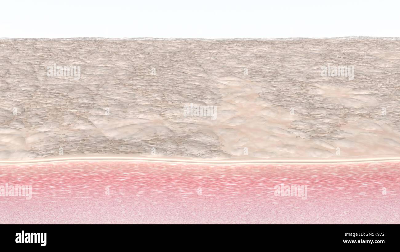 Human skin fibers cross-section with dry dead cells and impurities 3d rendered illustration Stock Photo