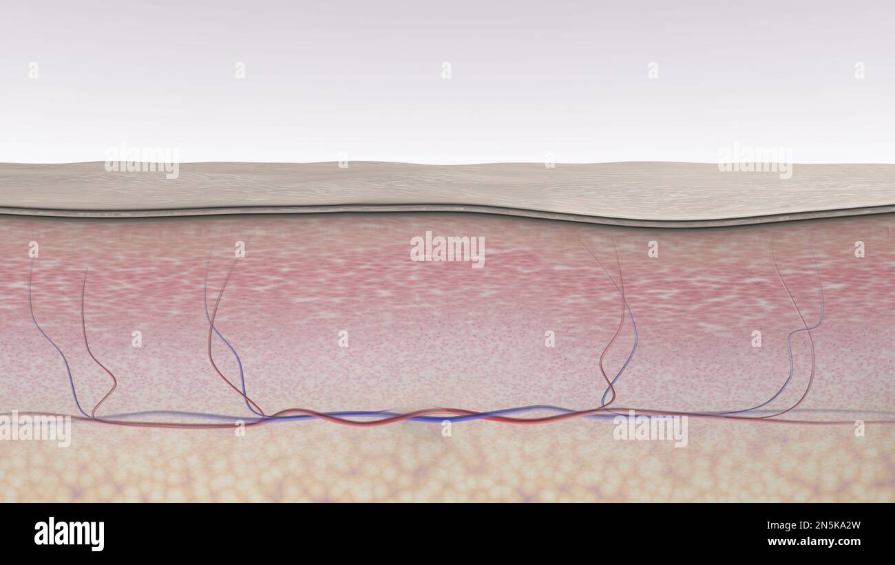 Skin tissues cross-section. Medical illustration. 3d render Stock Photo