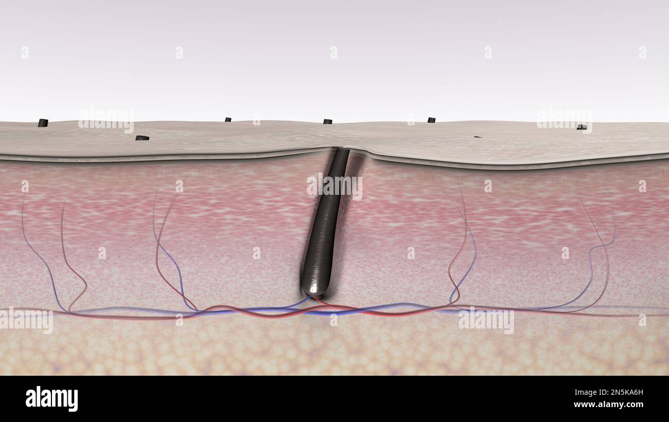 Saved hair. Skin tissues and hair follicle crosssection after shaving