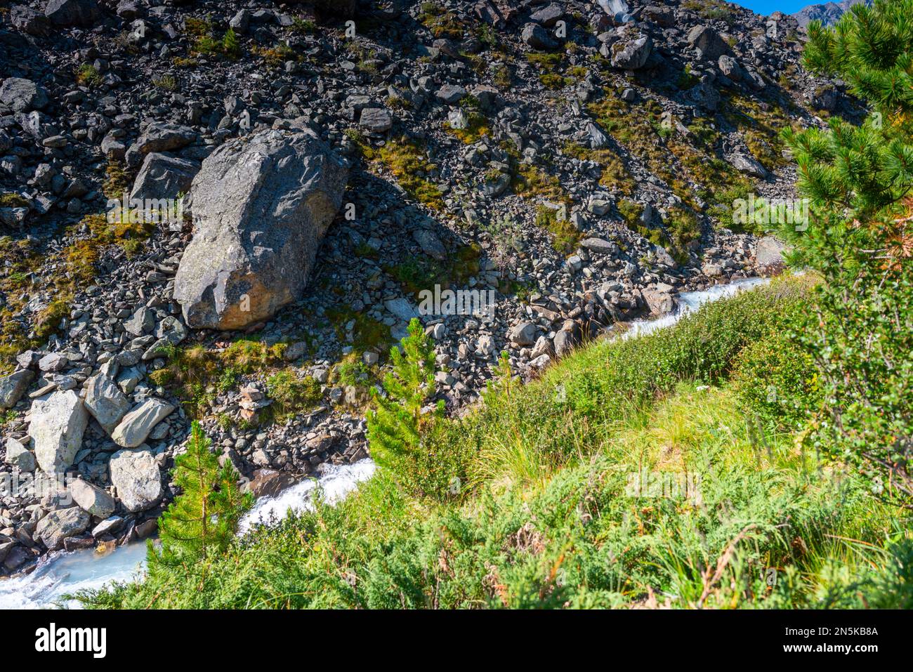 Alpine river flows among stones and banks with green grass during the day in the Altai mountains. Stock Photo
