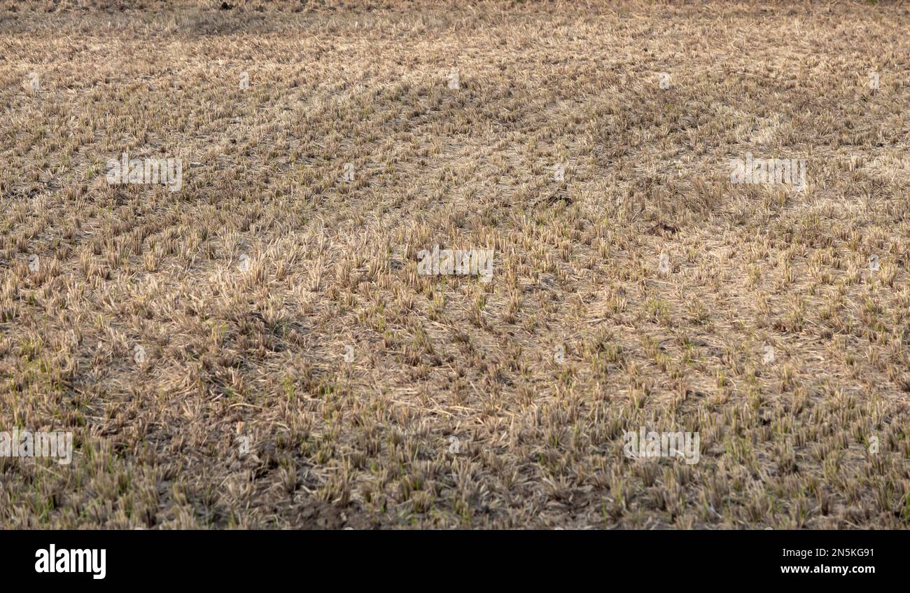 Barren land post harvest of paddy field Stock Photo Alamy