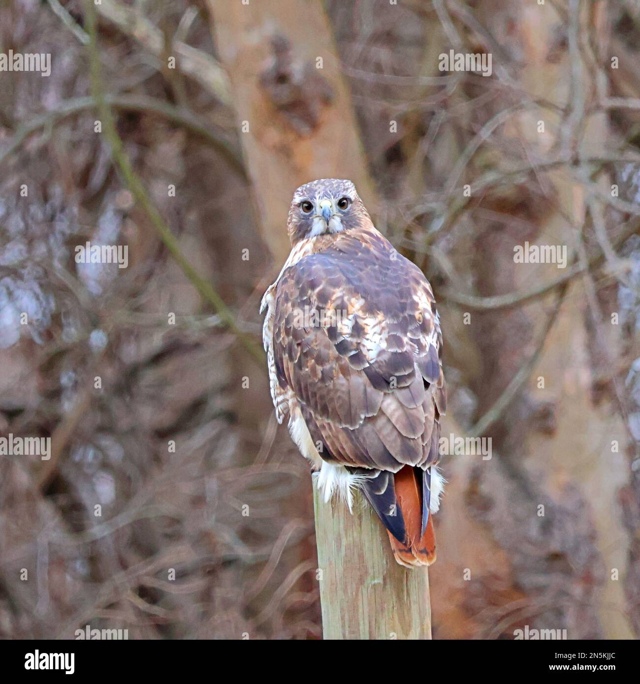 Red tailed hawk sitting on a pole Stock Photo