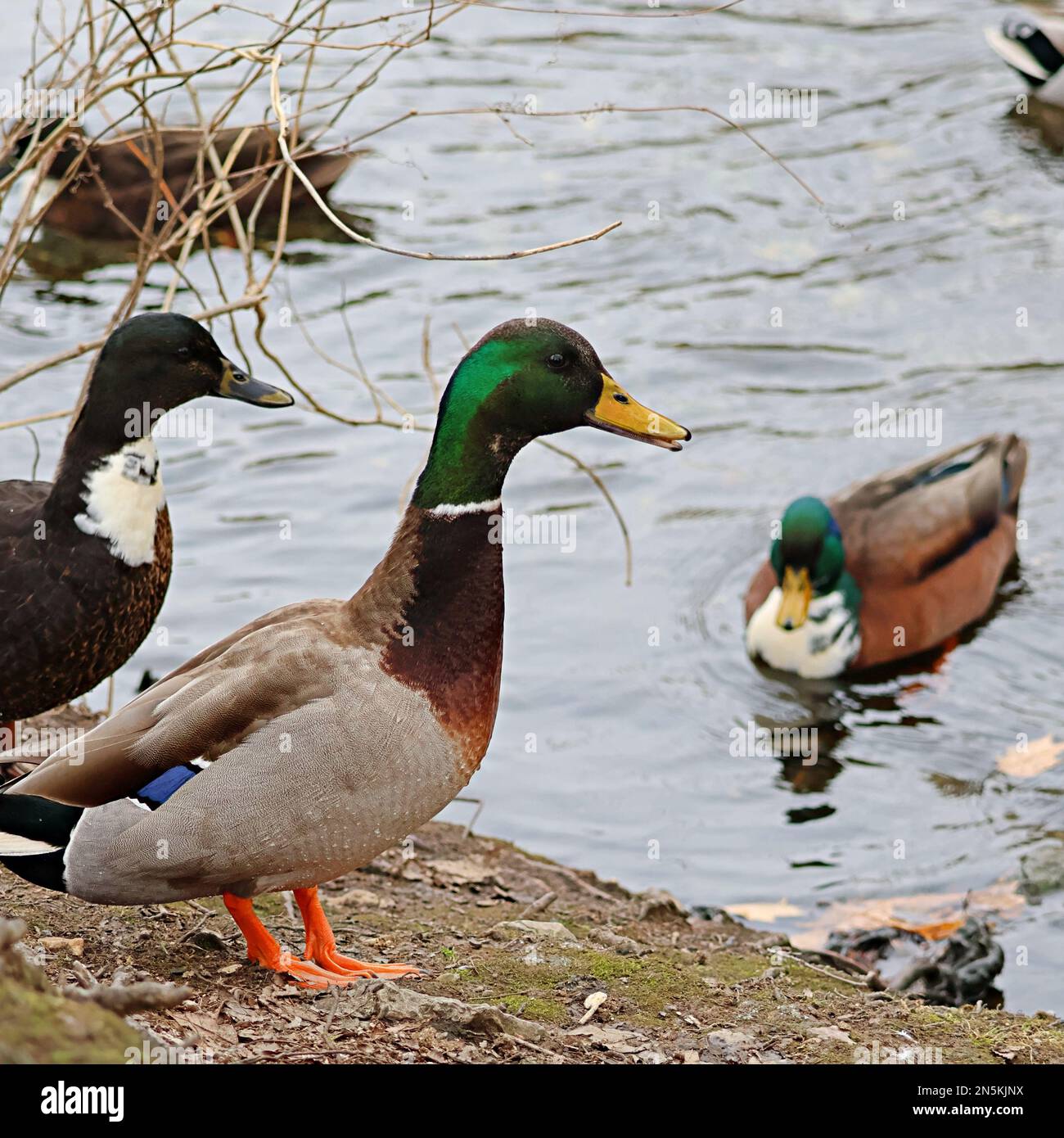 Mallard duck next to a creek Stock Photo