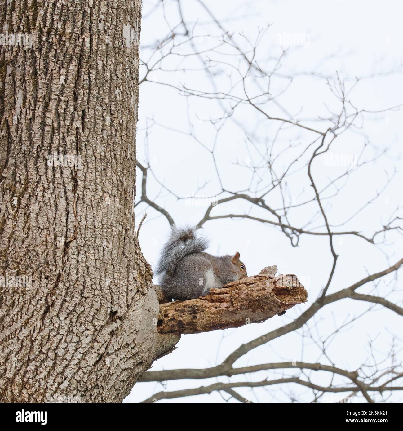 Squirrel laying on a tree brach Stock Photo