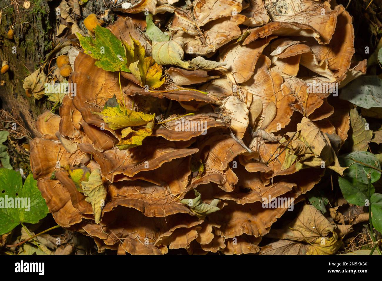 Meripilus Spore Closeup wild giant mushrooms hi-res stock photography and images - Alamy