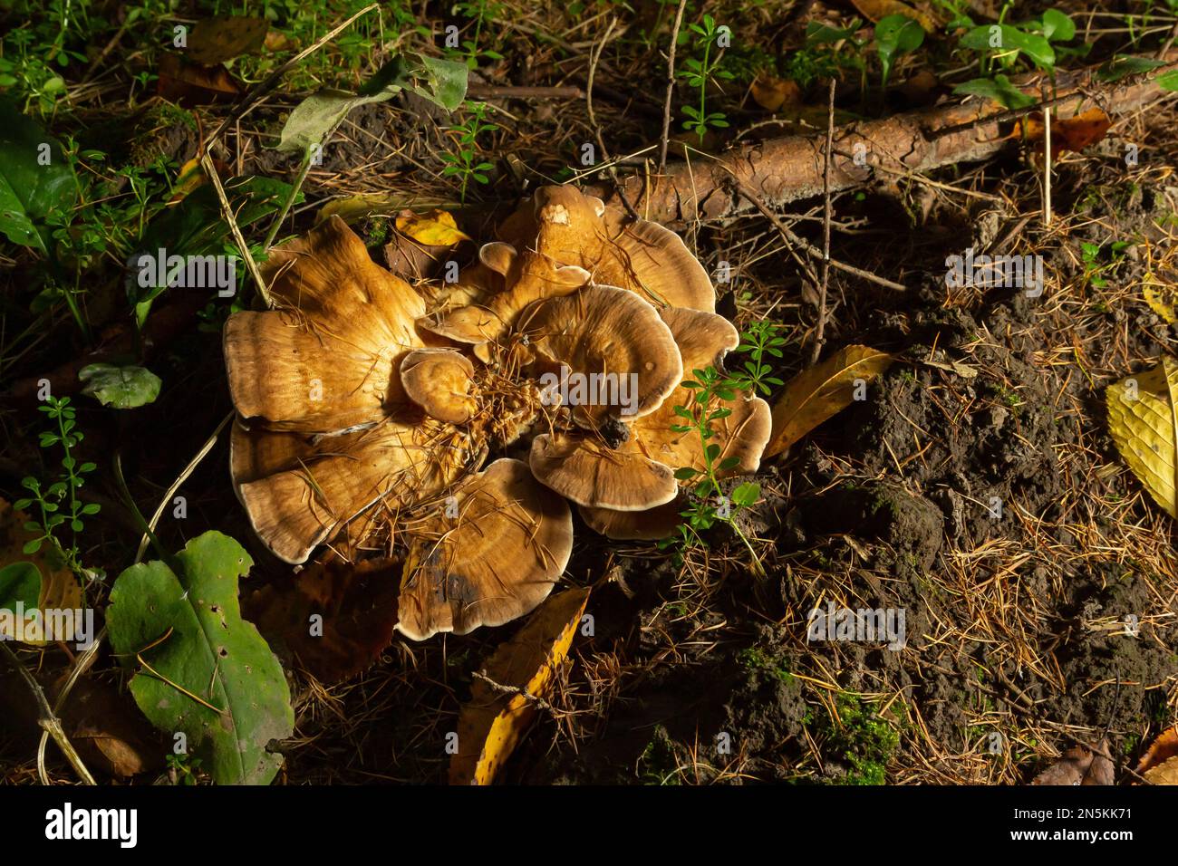 Meripilus giganteus in the forest. Meripilus giganteus, polypore fungus ...