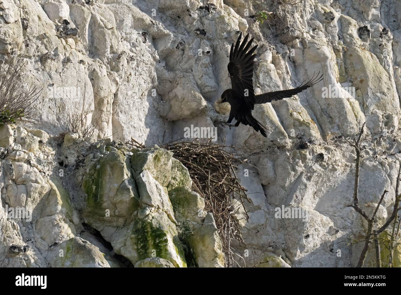 Common Raven-Corvus corax in flight carrying nesting material. Stock Photo