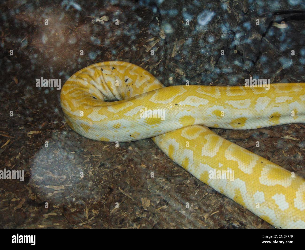 Indian rock python. Big yellow snake Stock Photo - Alamy