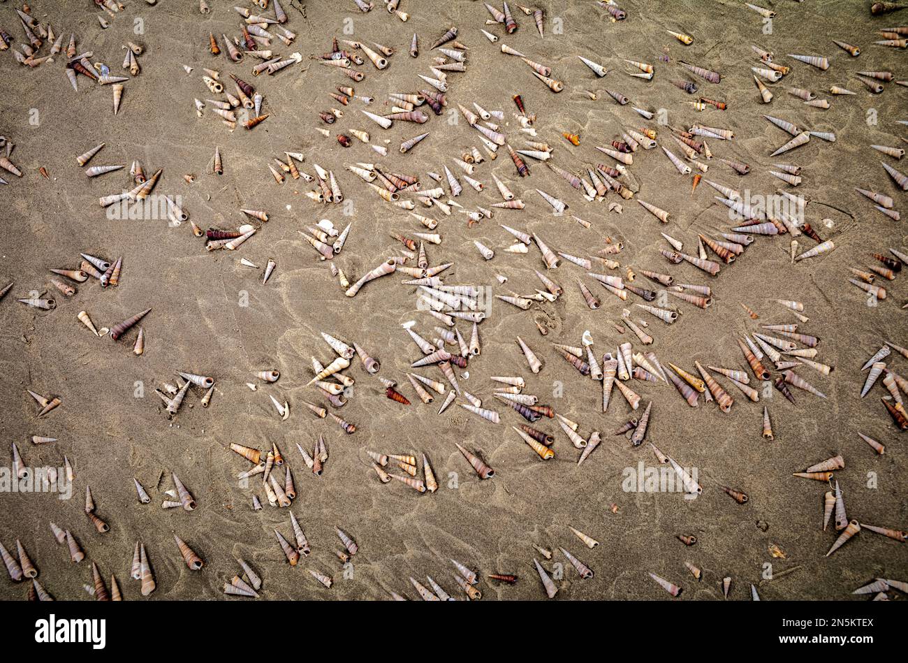 Stranded seashells from Spire Molluscs left by the retreating tide, lie on the beach at Tra Co, near Mong Cai, Vietnam. Stock Photo