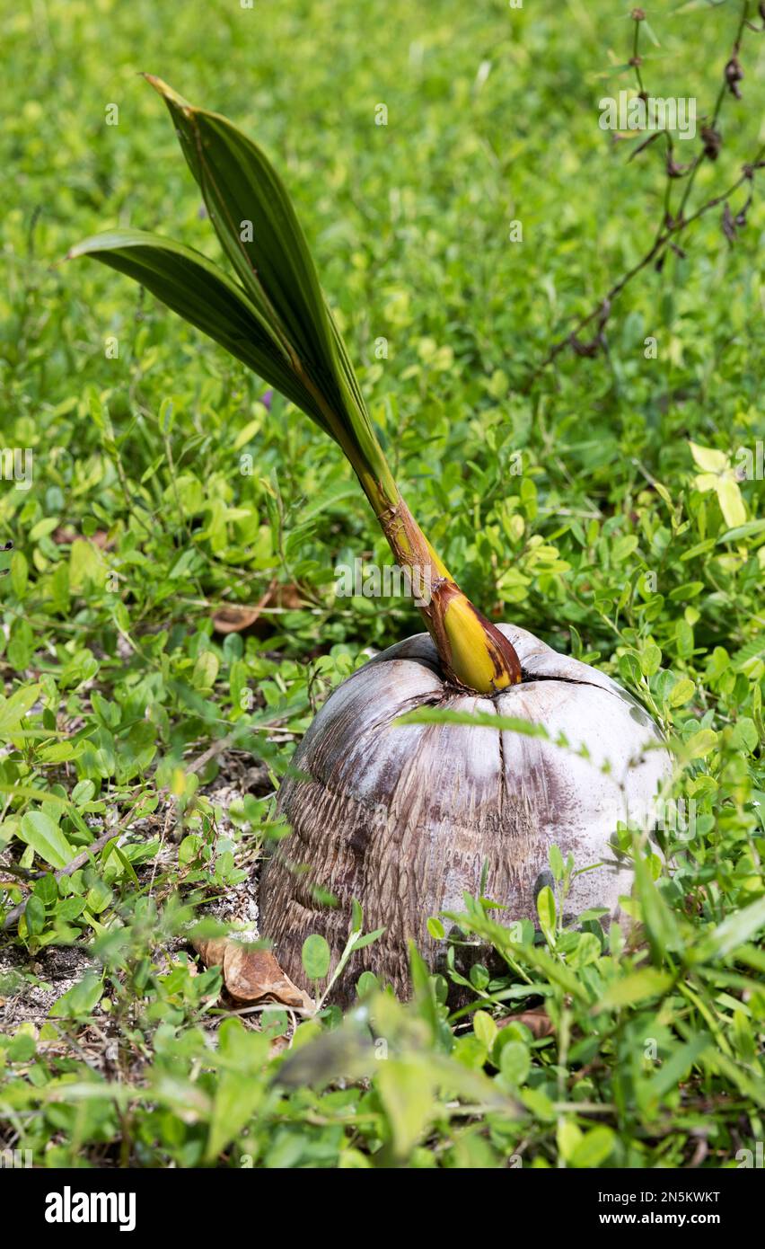 Coconut germinating and sprouting, growing a new shoot growth; The Maldives Asia Stock Photo