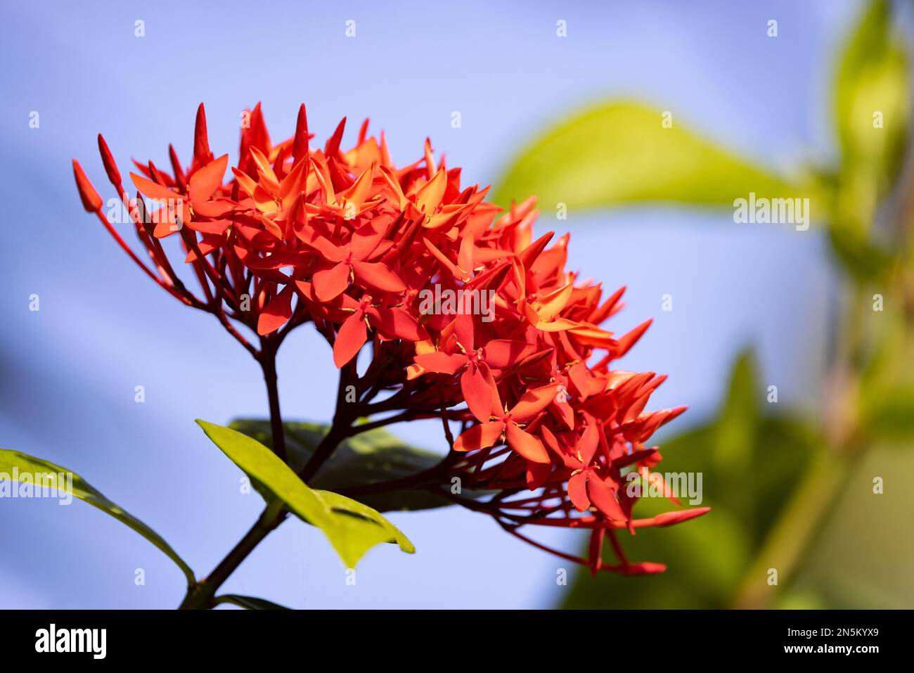 Tropical flower Ixora coccinea, red Ixora, aka Red Santan, or Jungle Geranium, against blue sky, these flowers flowering in the Maldives, Asia. Stock Photo