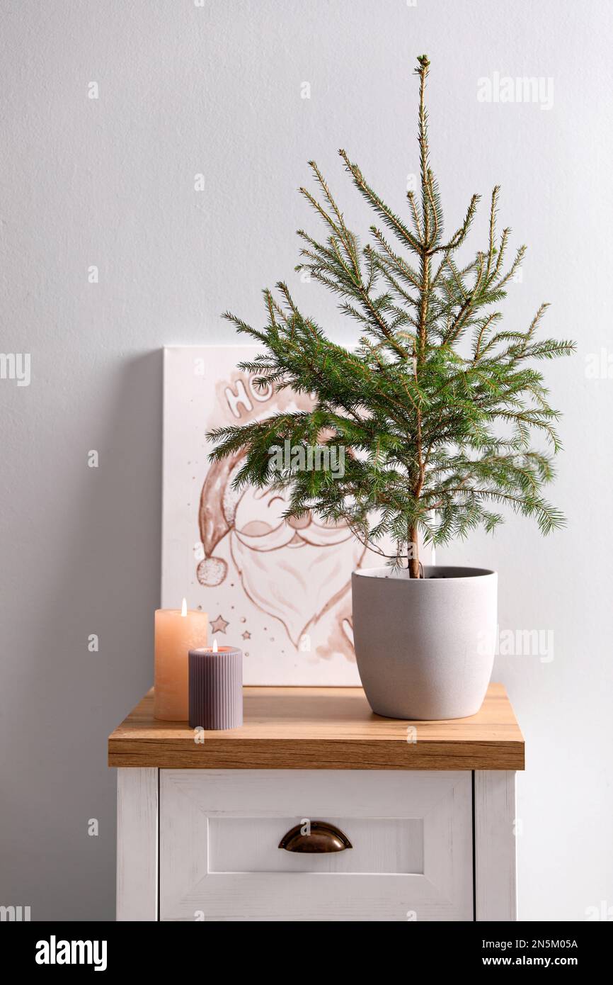 Beautiful room with potted fir. Interior design Stock Photo - Alamy