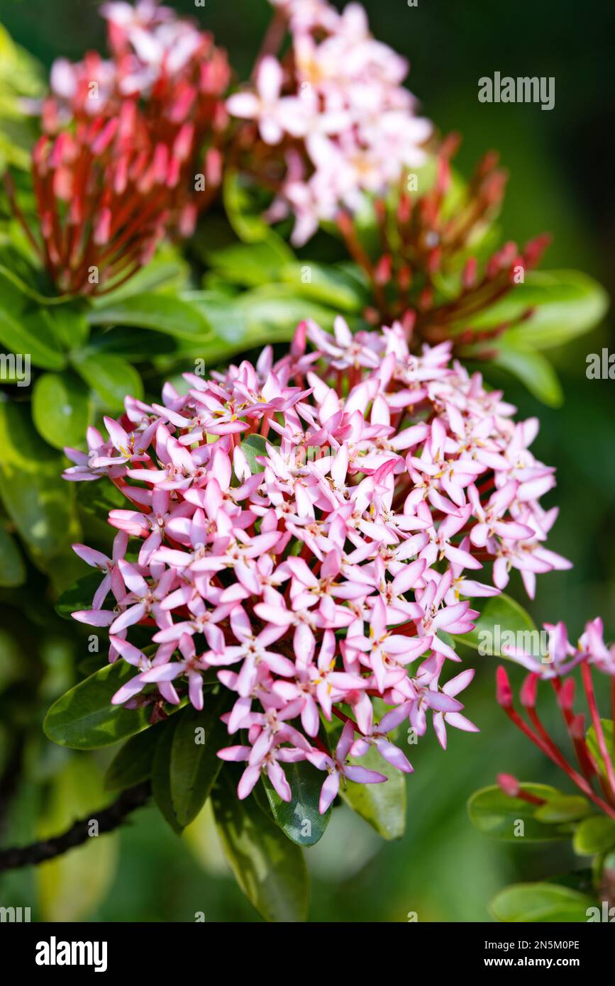 Pink Ixora flowers, family Rubiaceae flowering in the tropics; The Maldives Stock Photo