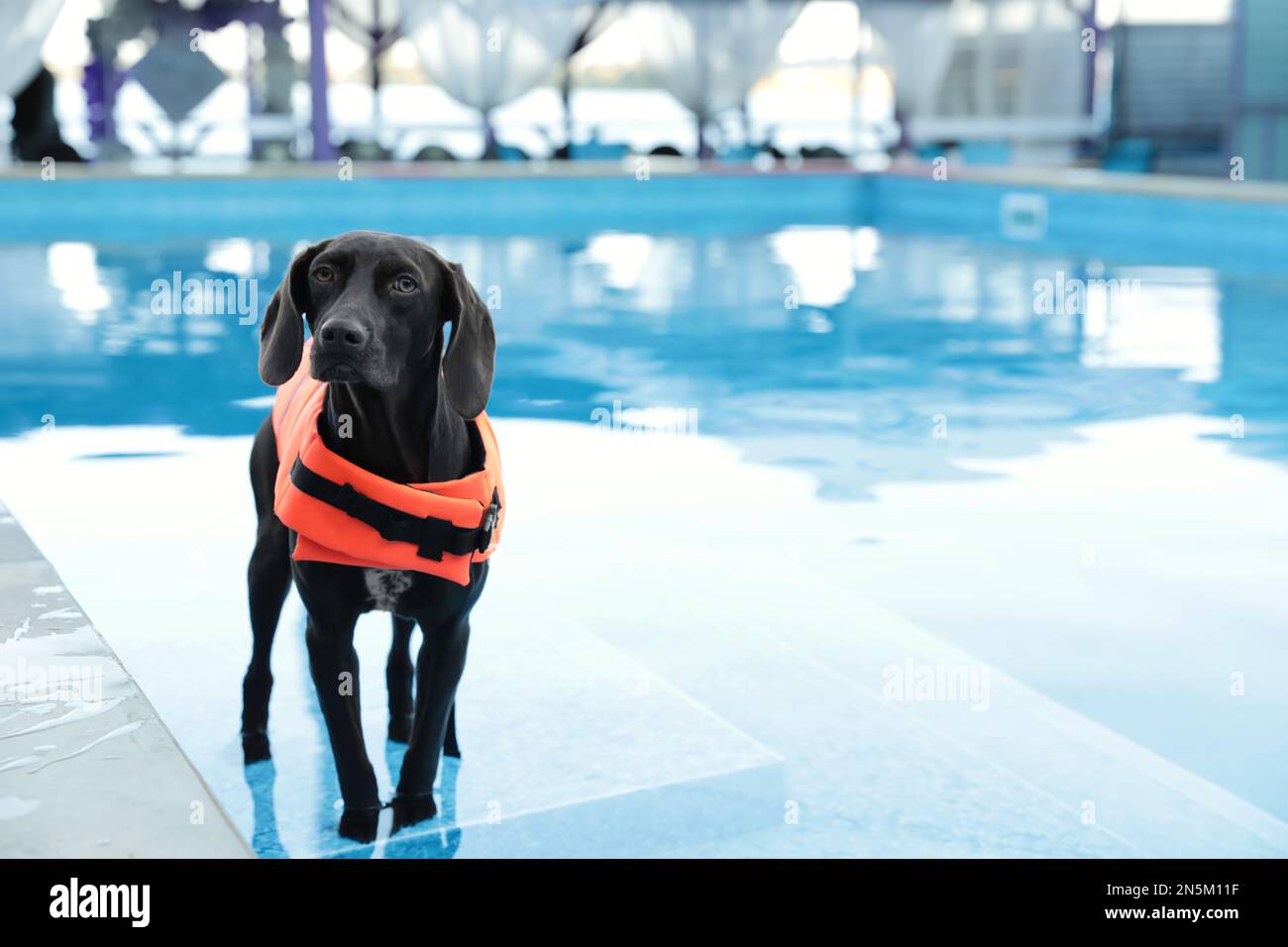 Dog rescuer wearing life vest in swimming pool outdoors Stock Photo - Alamy