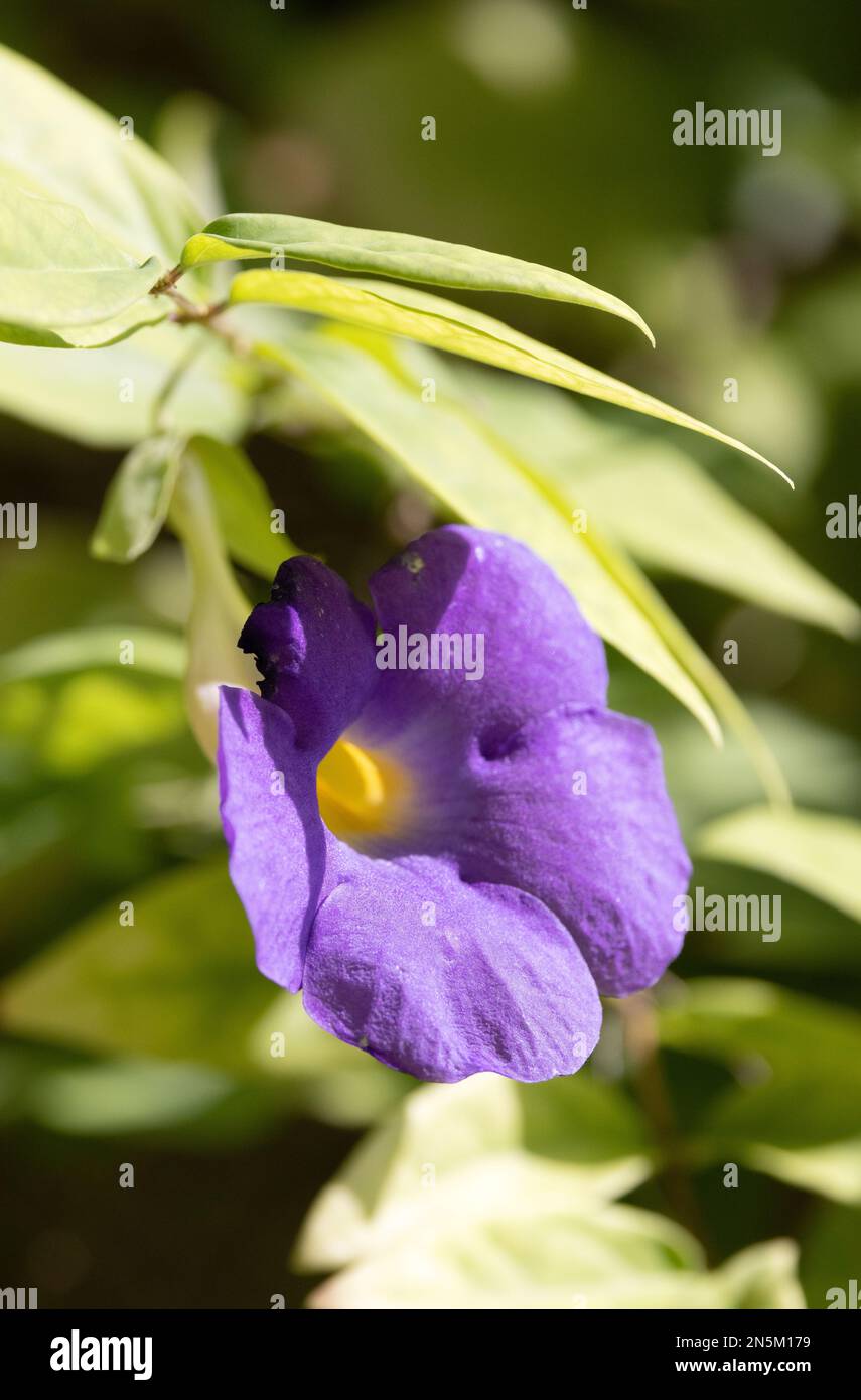 Purple flower of Thunbergia erecta, aka. Bush clockvine, kings mantle and potato bush, flowering in the Maldives. Stock Photo