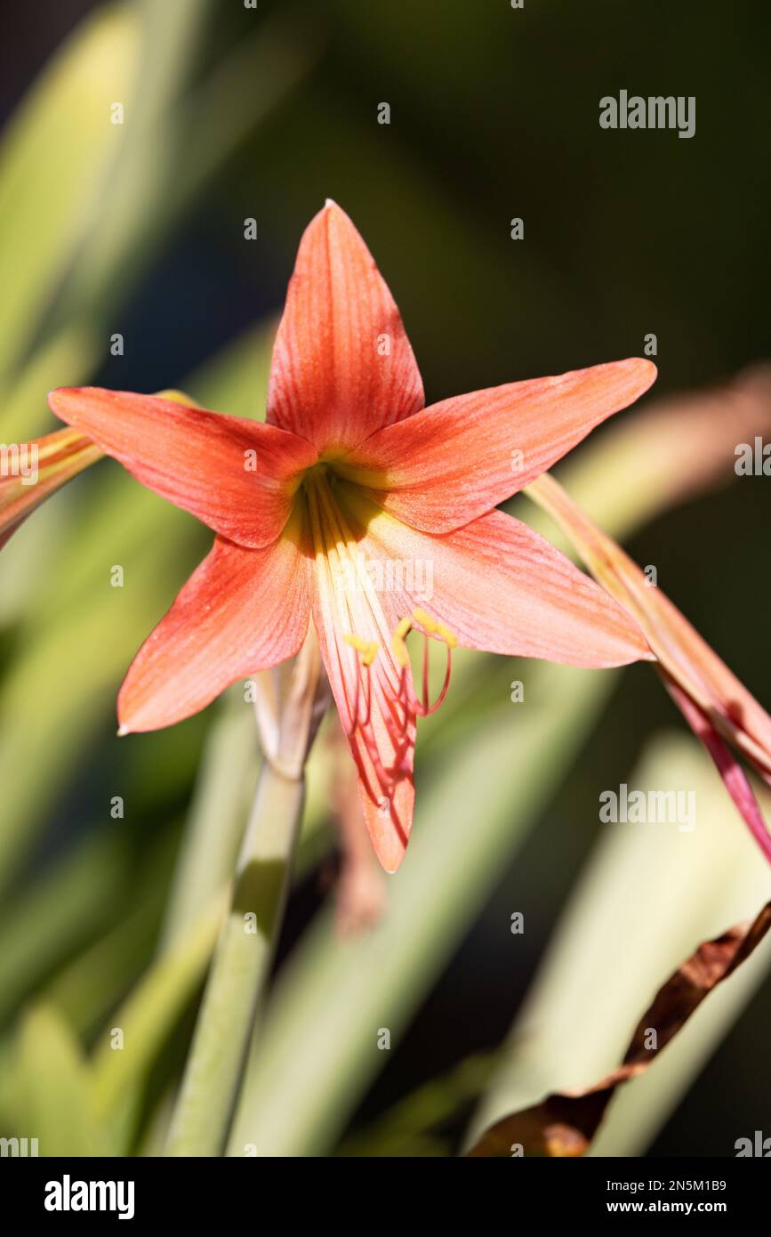Large red tropical flower of Hippeastrum, in the family Amaryllis, these flowers flowering in The Maldives Asia Stock Photo