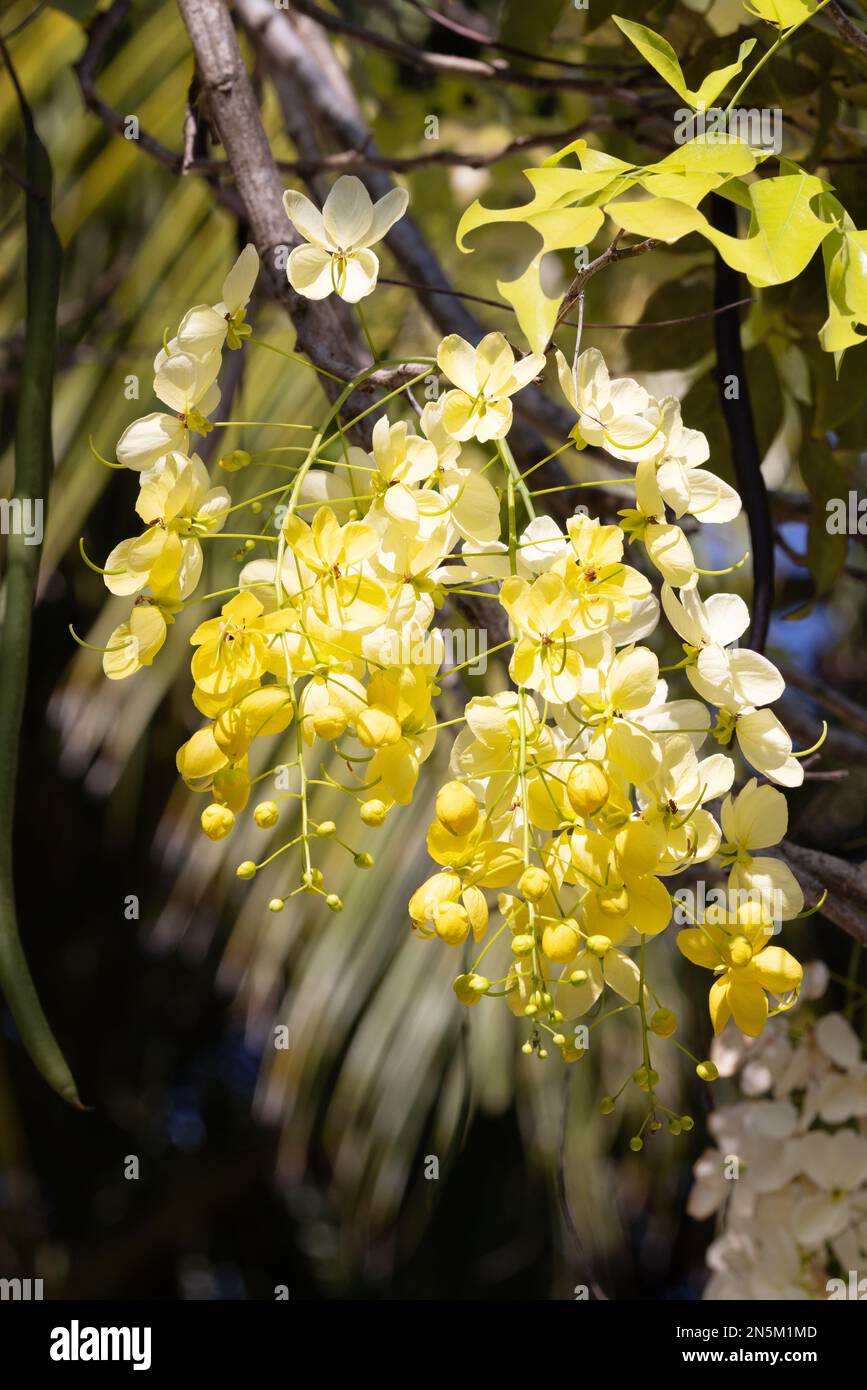 Cassia Fistula flower, aka. Golden Shower tree; Indian laburnum or Purging Cassia; close up of flowers flowering in the Maldives. Stock Photo