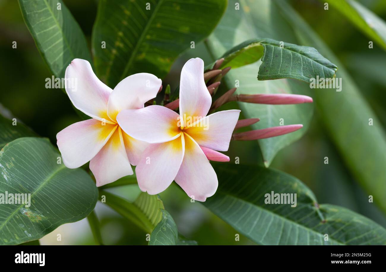 Plumeria, also known as Frangipani flowers on a shrub flowering in the Maldives Stock Photo