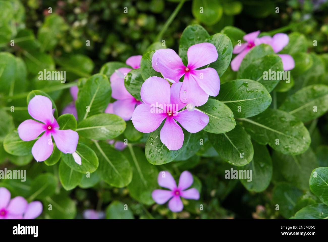 Catharanthus Roseus aka. Madagascar Periwinkle or Rose periwinkle, pink periwinkle flower, these flowers growing in the tropics, in the Maldives Stock Photo
