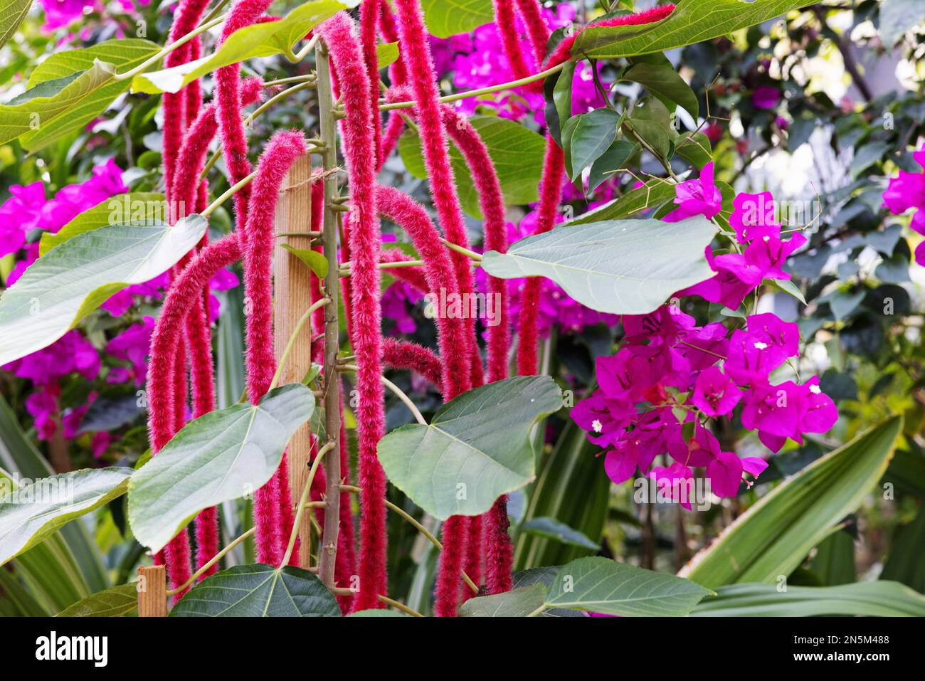 Acalypha hispida, Chenille Plant aka. Red Hot Cat Tail plant, with pink Bougainvillea at right - colourful red and pink flowers in the Maldives Stock Photo