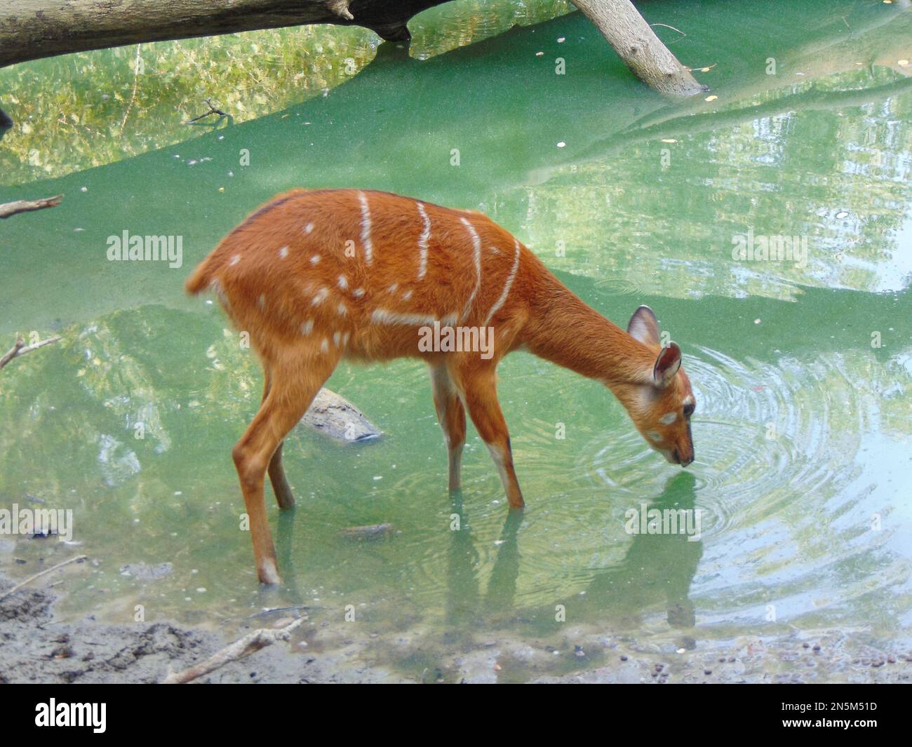 sitatunga antelope in the water Stock Photo