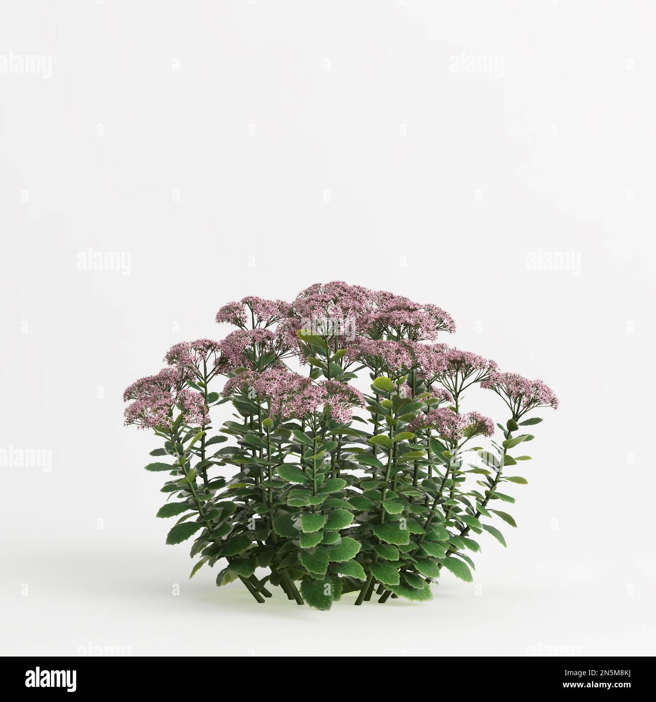 3d illustration of sedum spectabile bush isolated on white background Stock Photo