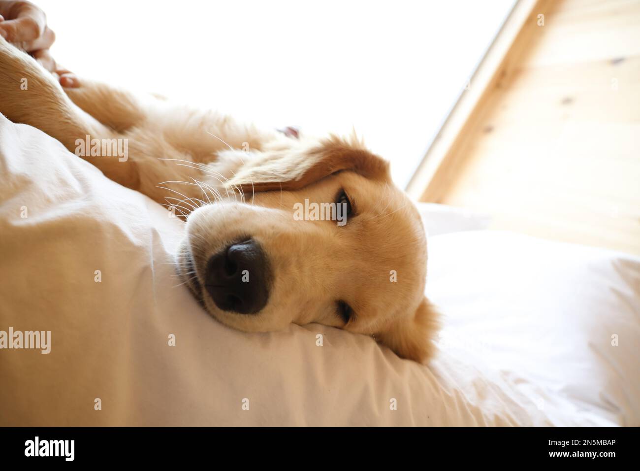 A Golden retriever puppy lying on bed Stock Photo - Alamy