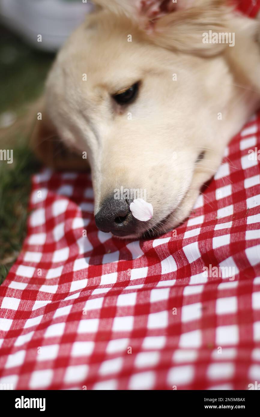 A Golden retriever puppy lying on bed Stock Photo - Alamy