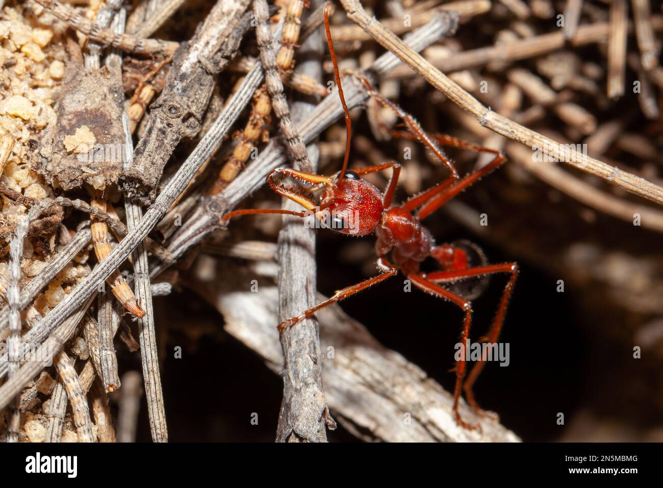 Close up of an Australian Giant Bull Ant, myrmecia gratiosa, with eyes and jaws in focus walking over twigs and looking over the edge of ant nest entr Stock Photo