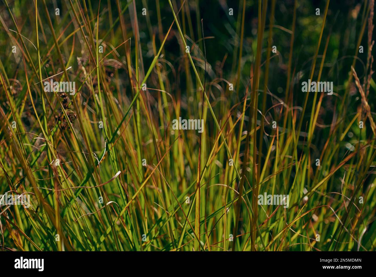 Stems of rush grass, Scotland. Stock Photo