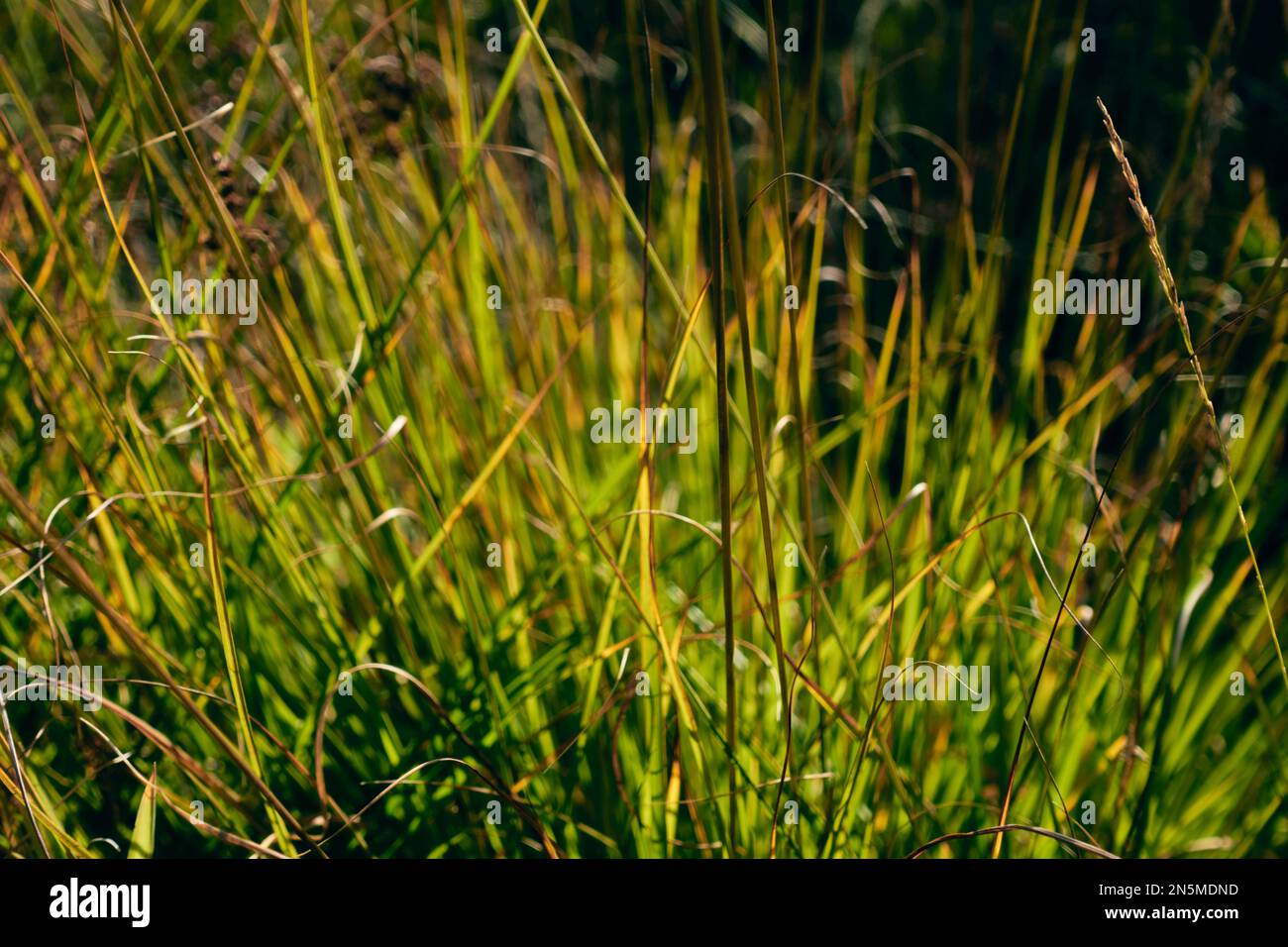 Stems of rush grass, Scotland. Stock Photo