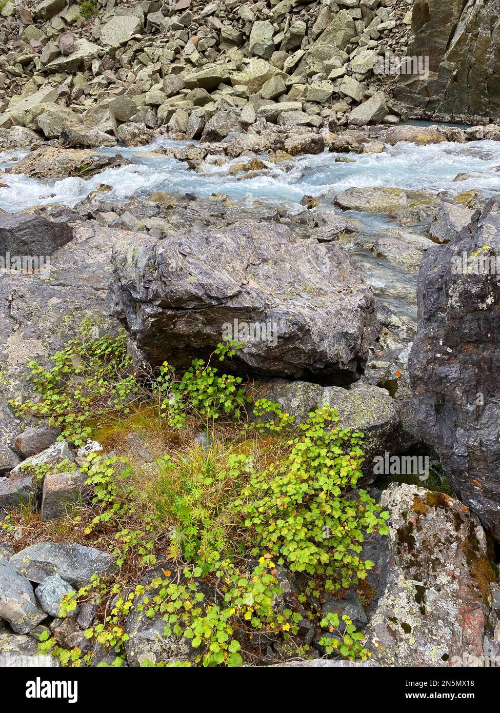 Water of a fast-flowing alpine stream among stones with green lichen in the Altai Mountains in Siberia. Vertical frame. Stock Photo