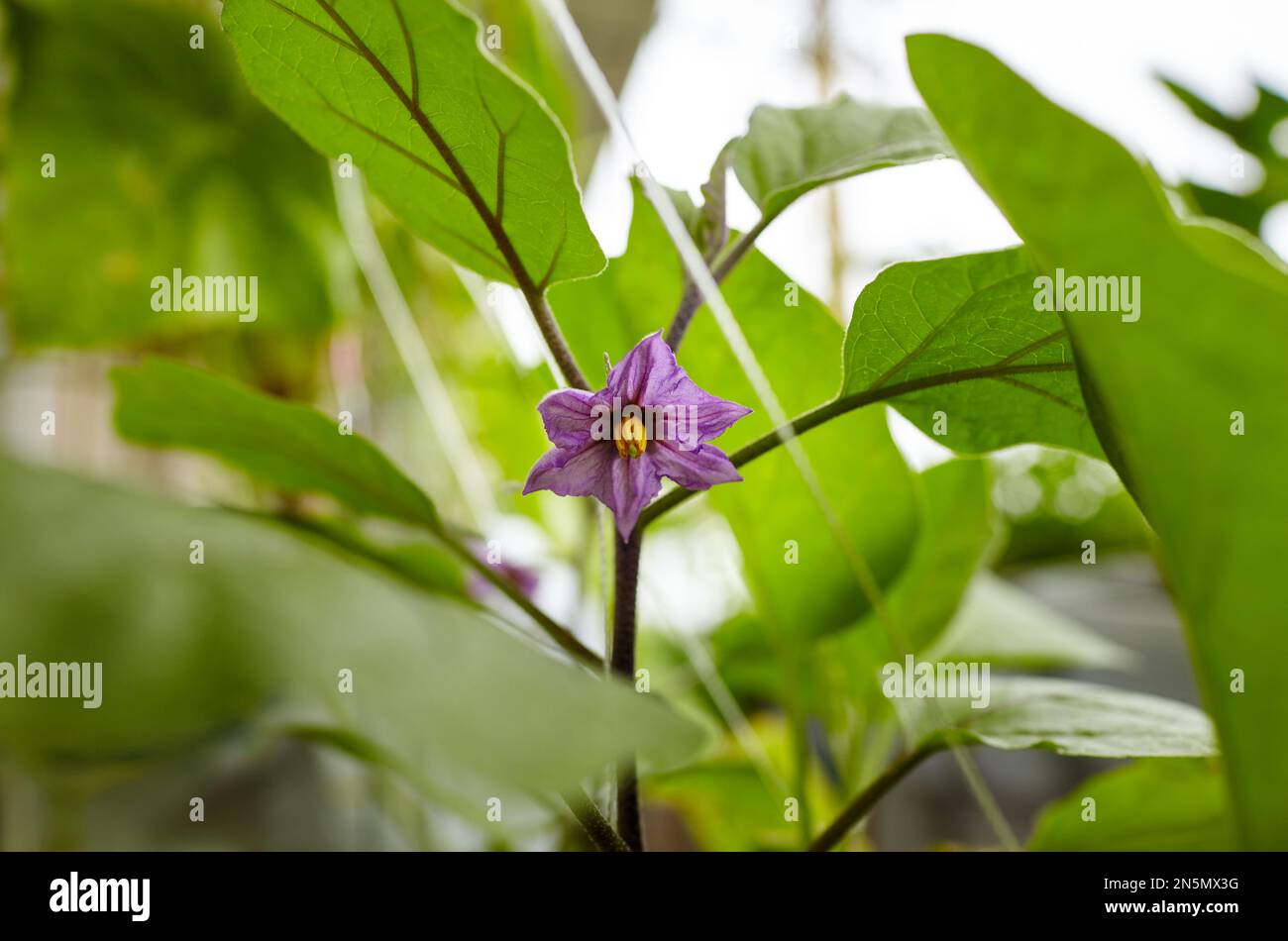 Eggplant grows in a greenhouse. Fresh organic aubergine. Growing fresh vegetables in a greenhouse Stock Photo