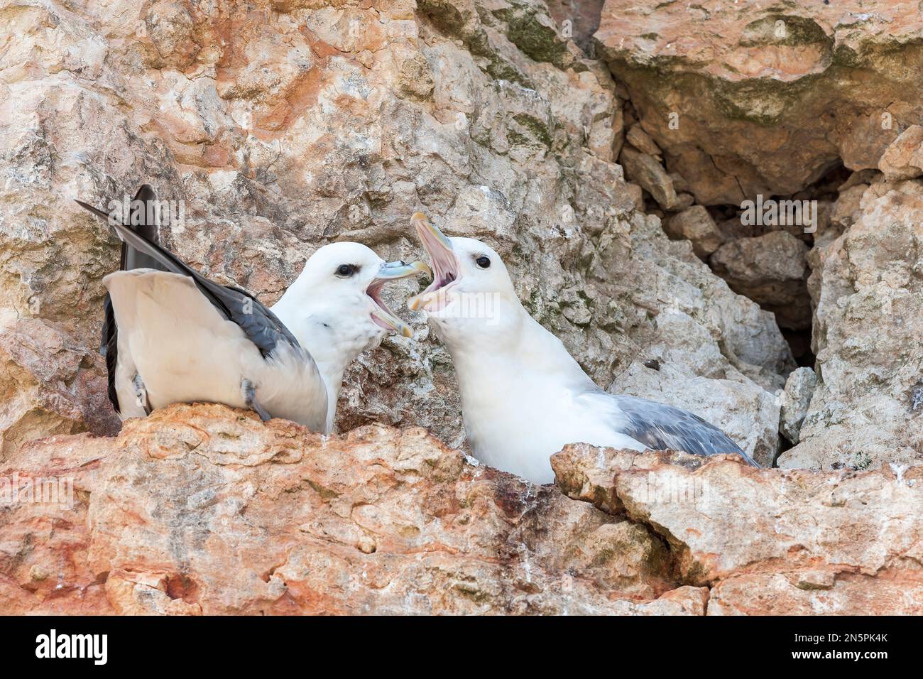 northern fulmar, Fulmarus glacialis, two adults at nest on cliff, Norfolk, United Kingdom Stock Photo