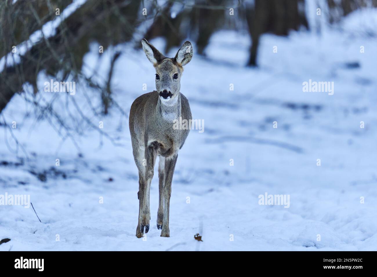 Roe deer looking for food through the snow in the forest Stock Photo ...