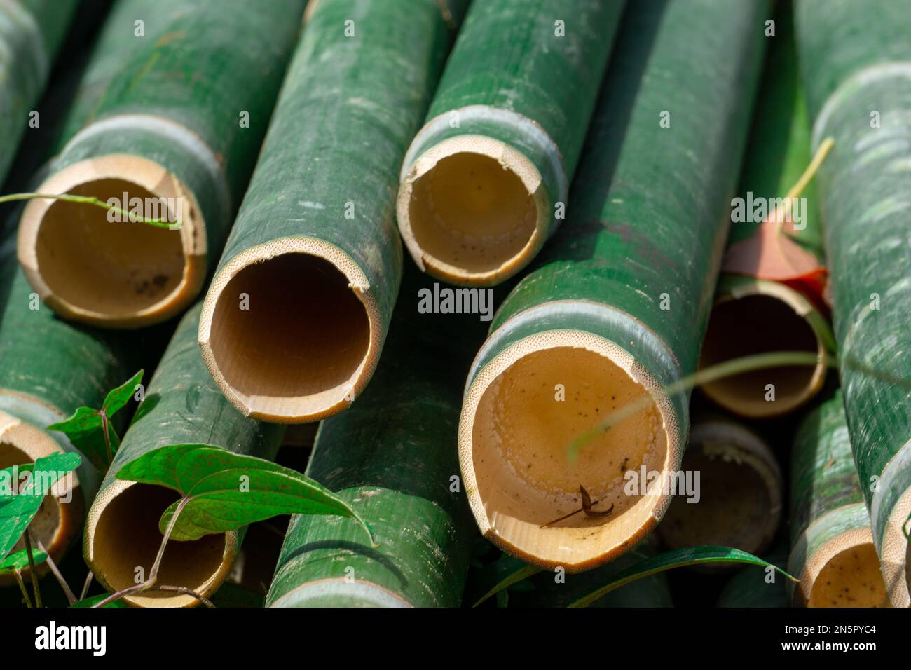 Closeup photo of cut bamboo. These are mountain bamboos of Bandarban area of Bangladesh. Stock Photo