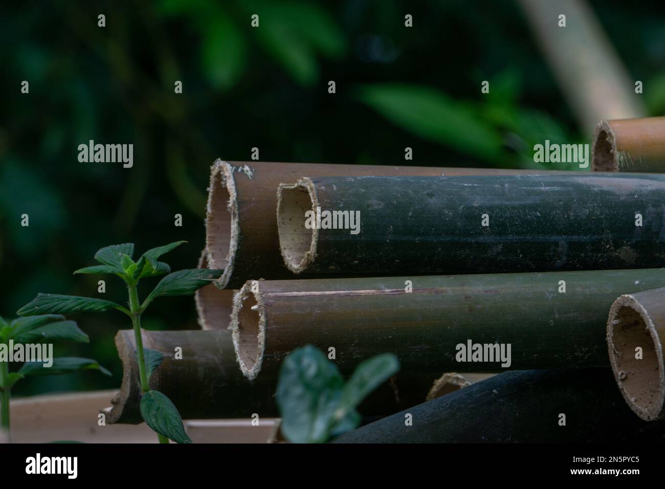 Closeup photo of cut bamboo. These are mountain bamboos of Bandarban area of Bangladesh. Stock Photo
