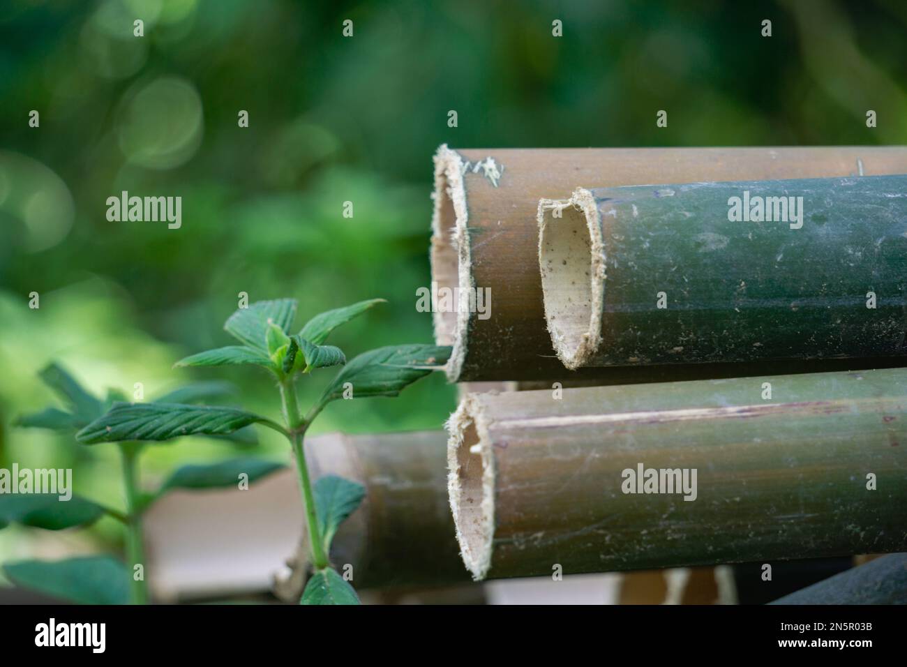 Closeup photo of cut bamboo. These are mountain bamboos of Bandarban area of Bangladesh. Stock Photo