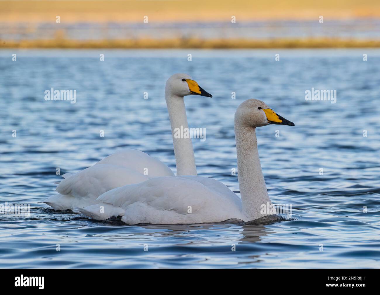 A pair of Whooper Swans (Cygnus cygnus) adult and  juvenile ,  showing the characteristic beak colouration different to a Mute swan. Norfolk, UK Stock Photo