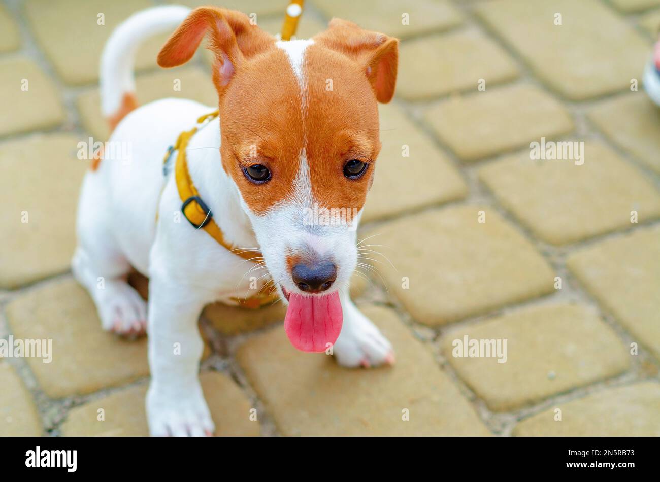 Small dog with cheerful and gentle expression is sitting on cobblestone. Emotions of domestic animals. Stock Photo