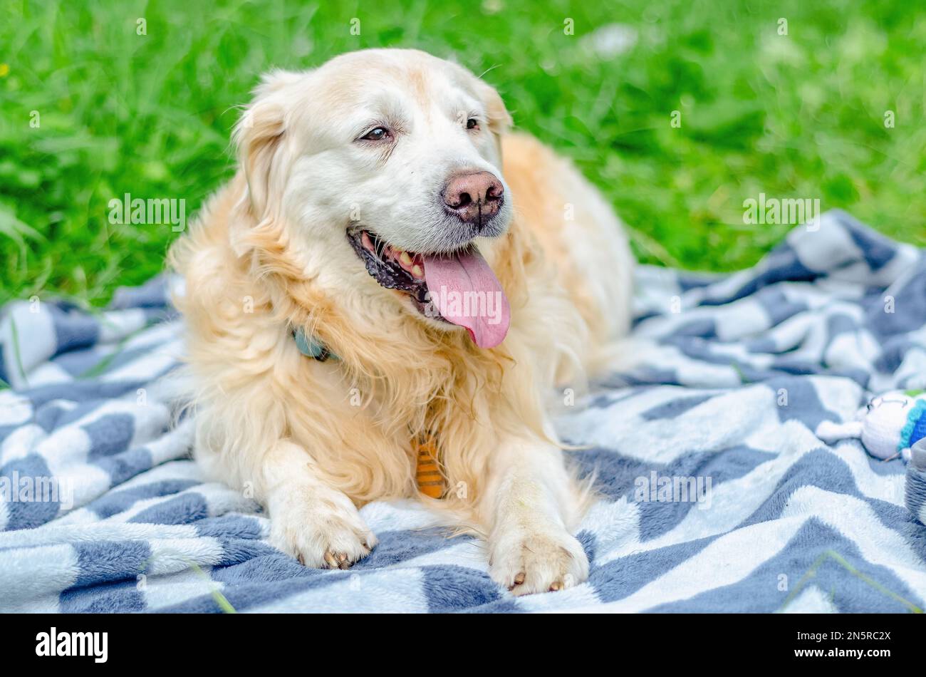 Fluffy yellow hot sale lab