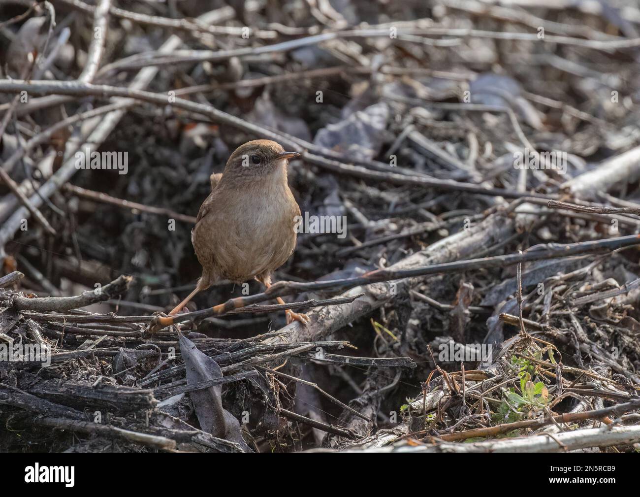 A cheeky little Jenny Wren (Trogladytes trogladytes) standing tall in amongst  the undergrowth looking for food. Norfolk, UK Stock Photo