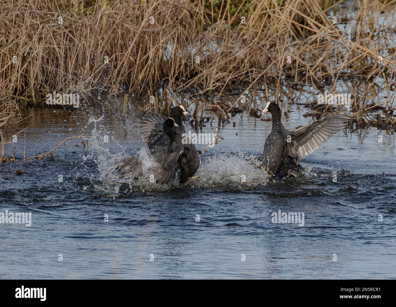 Three coots (Fulica atra) kick boxing , battling it out for mating rights and territory. Lots of action, splashing and  spray. Norfolk , UK Stock Photo