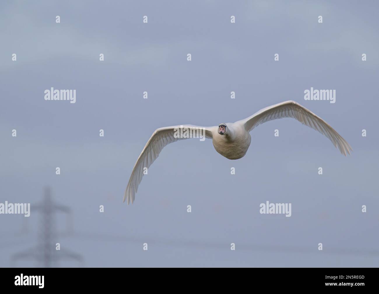 A close up of a Mute Swan (Cygnus olor) in flight showing a pylon and overhead wires. Swans are in danger of hitting power cables as the fly. UK. Stock Photo