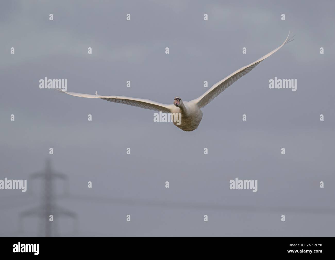 A close up of a Mute Swan (Cygnus olor) in flight showing a pylon and overhead wires. Swans are in danger of hitting power cables as the fly. UK. Stock Photo