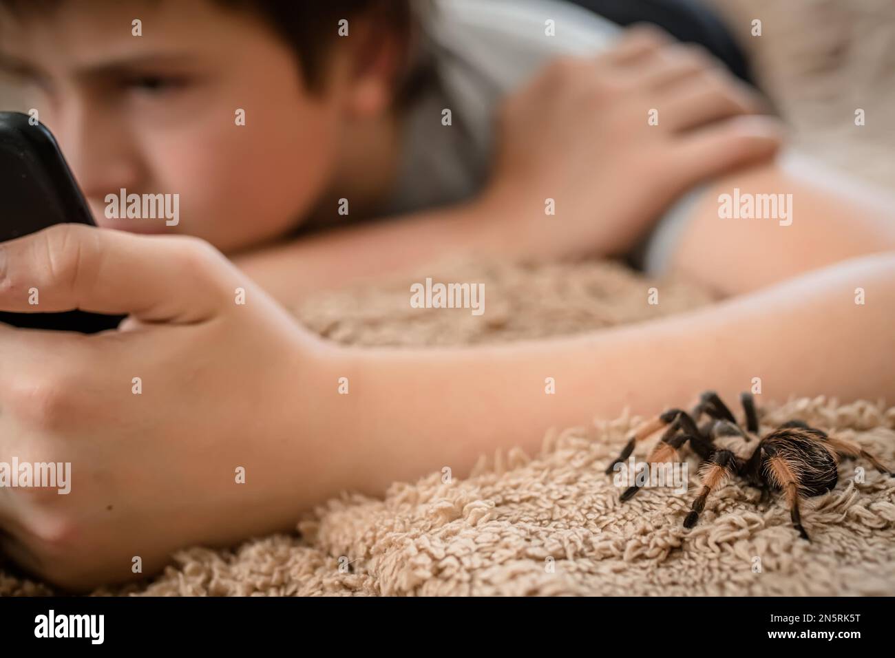 A large tarantula spider crawls over the bed. A guy with arachnophobia does not notice a huge spider approaching him. Stock Photo